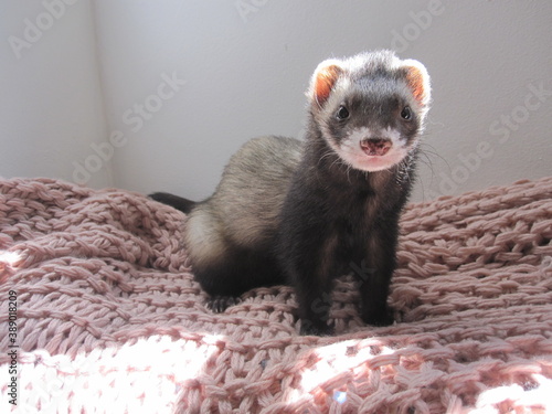 Valokuvatapetti Ferrets