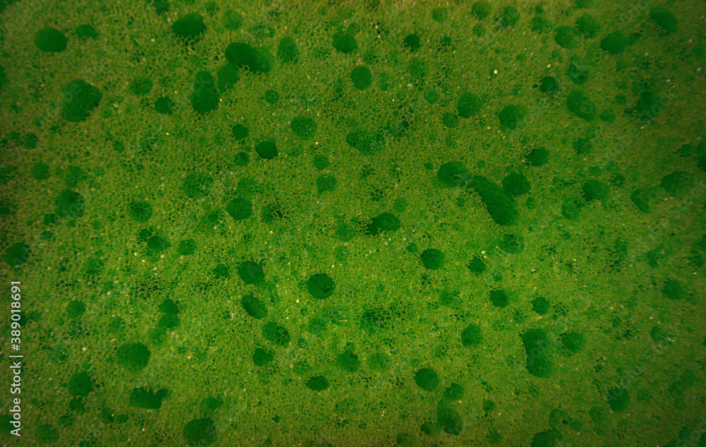 green sponge texture