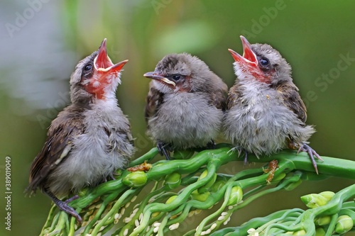 Three young yellow vented bulbul (Pycnonotus goiavier) who are just learning to fly are perched on a palm flower. photo