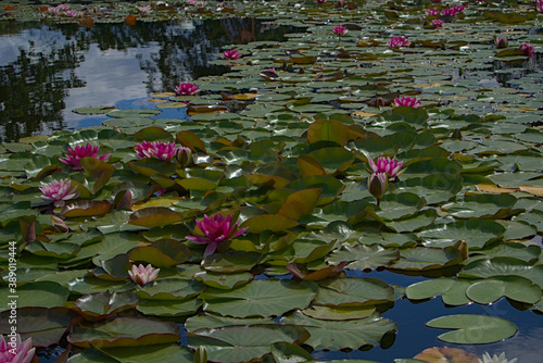 Obraz na płótnie Water lilies on a pond w salonie