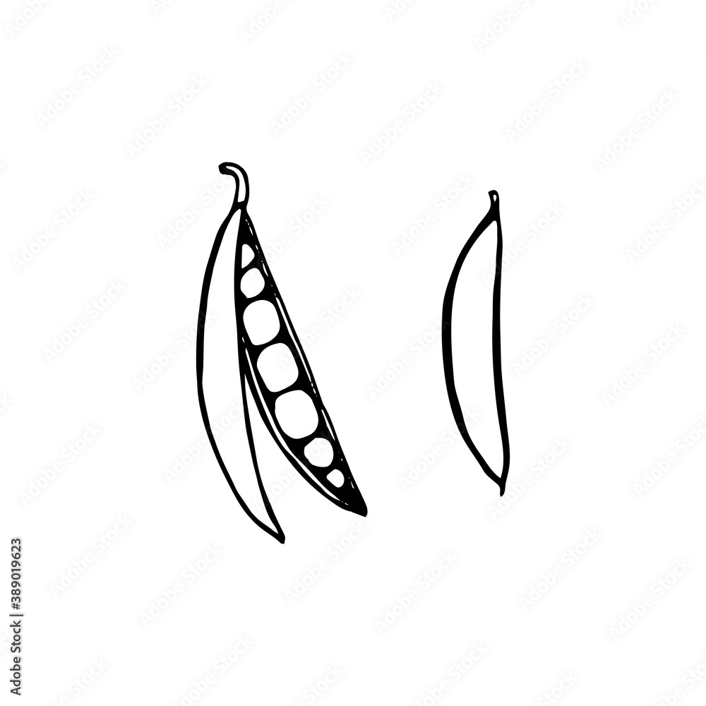 Green peas. Hand drawn vector illustration in sketch style. Black and white image of vegetables. Green peas. Hand drawn vector illustration in sketch style. Black and white image of vegetables.