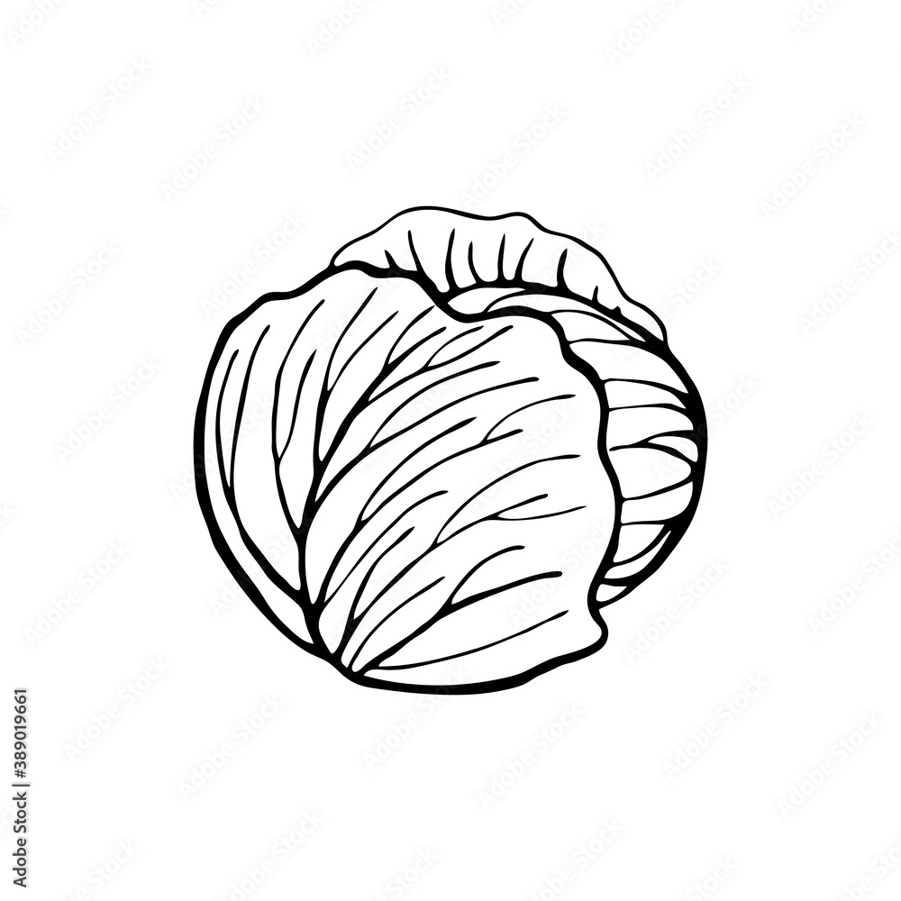 Cabbage. Hand drawn vector illustration in sketch style. Black and white image of vegetables.