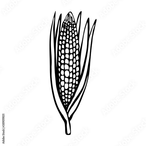 Maiza. Hand drawn vector illustration in sketch style. Black and white image of vegetables.