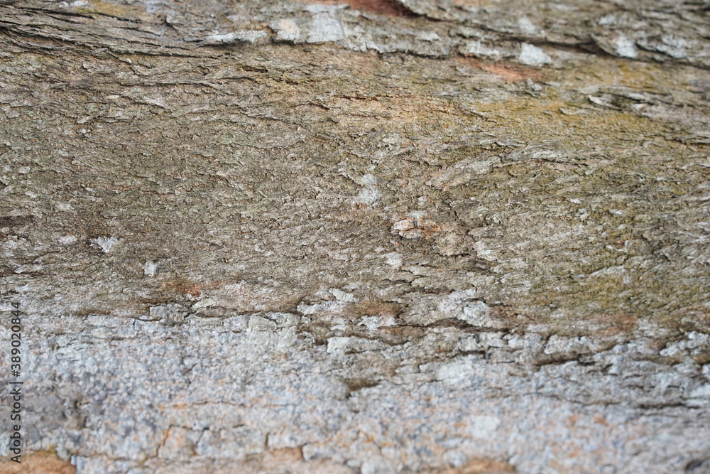 Fototapeta premium Tree bark background. Wooden texture for overlay.