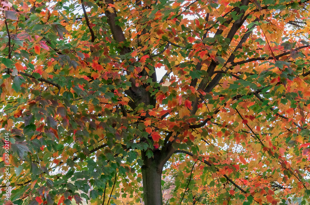 Multi-colored maple in the month of October with green red yellow leaves Multi-colored maple in the month of October with green red yellow leaves