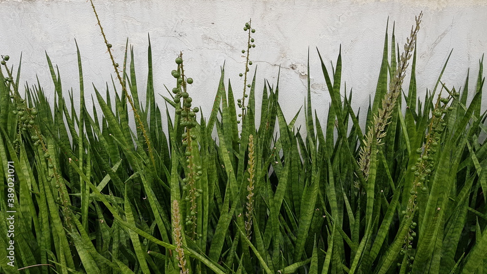 Fototapeta premium Sansevieria plot by the wall.