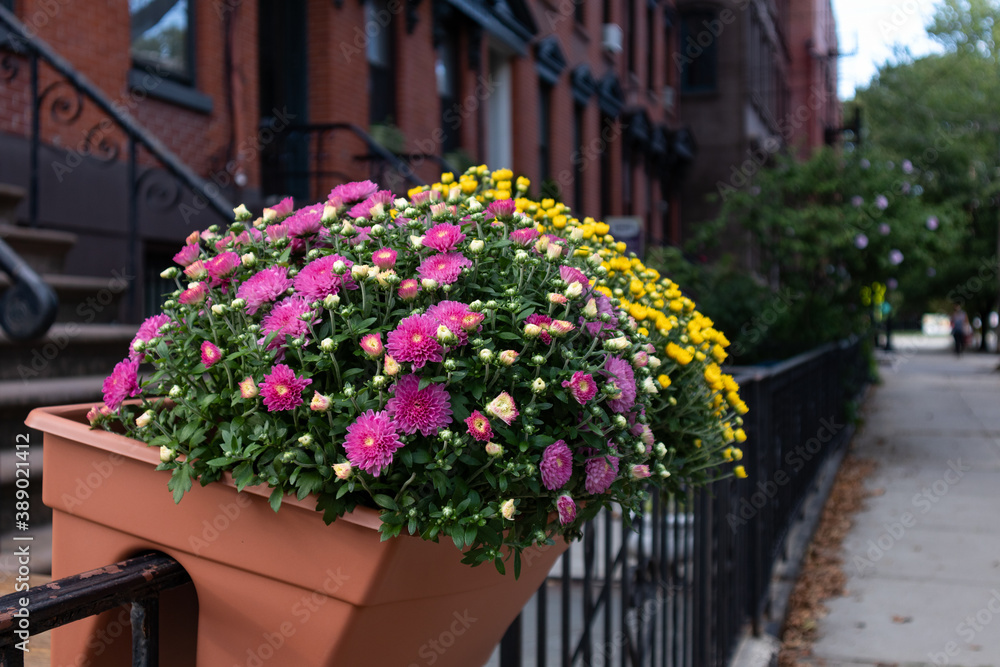 Beautiful Flowers along a Neighborhood Sidewalk in Hamilton Park of Jersey City with Old Brick Homes 