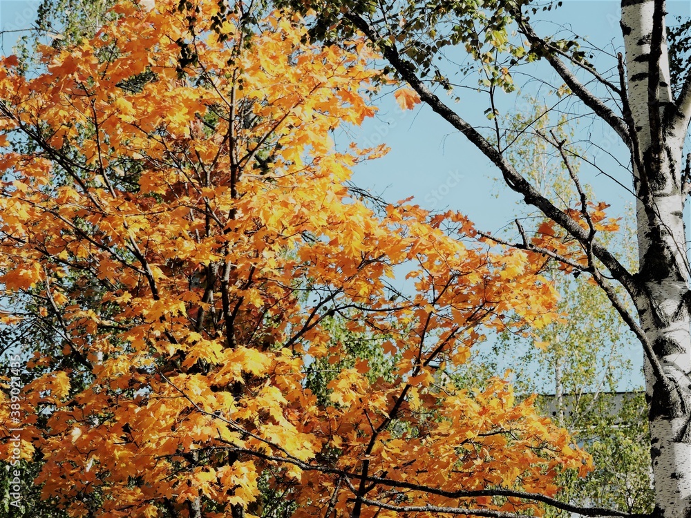 autumn trees in the park