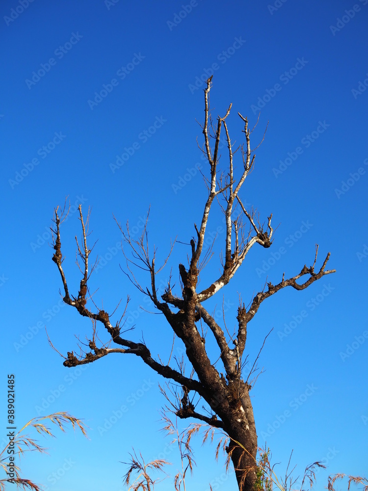 tree branches against blue sky tree branches against blue sky