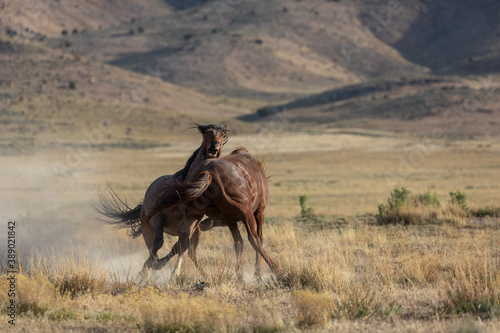 Wild Horse Stallions Fighting in the Utah Desert