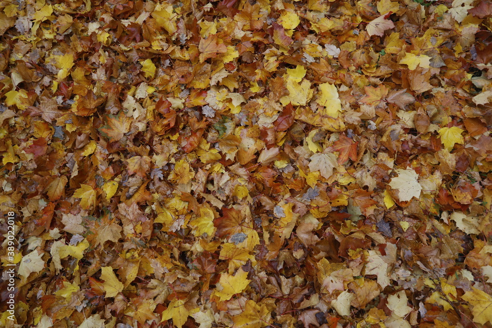 Fall foliage, leaves in orange, gold and red as a close up background in autumn. Fall foliage, leaves in orange, gold and red as a close up background in autumn.