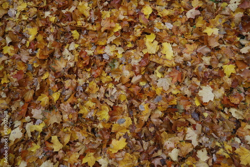 Fall foliage, leaves in orange, gold and red as a close up background in autumn.