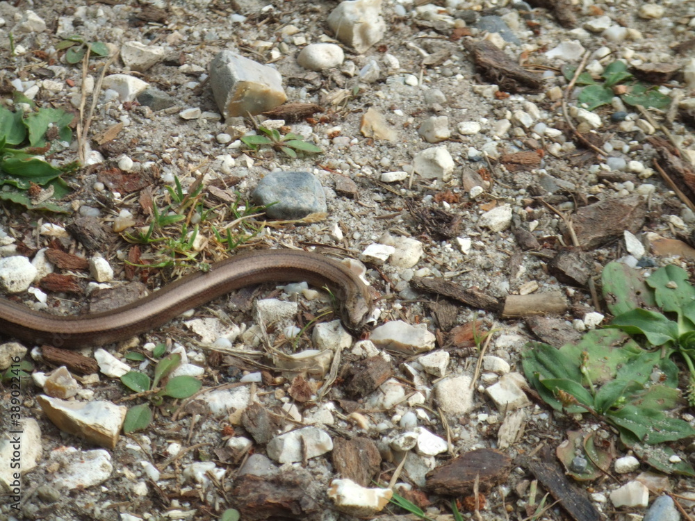 Slow Worm (Anguis Fragilis) in the New Forest, Hampshire, UK Slow Worm (Anguis Fragilis) in the New Forest, Hampshire, UK