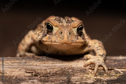 Closeup of toad face