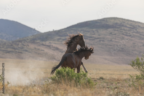 Wild Horse Stallions Fighting in the Utah Desert