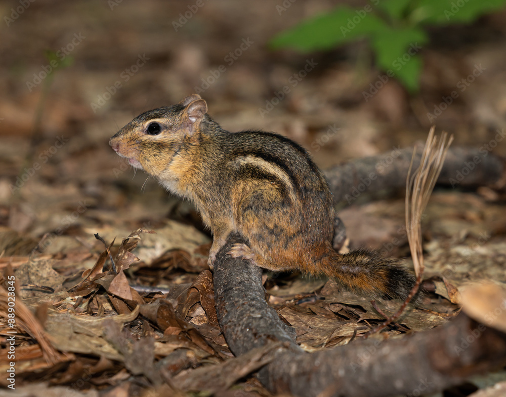 Chipmunk perched on branch on the ground