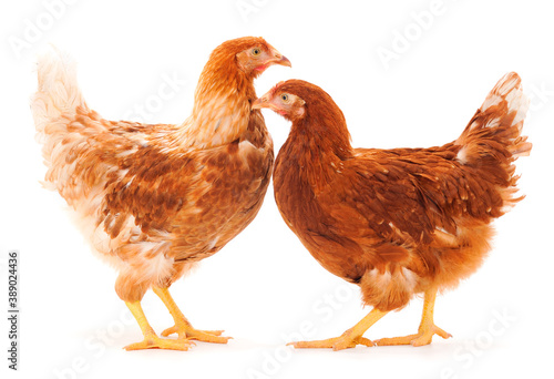 Two brown hens isolated.