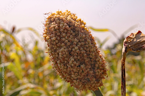 Sorghum Panicle photo