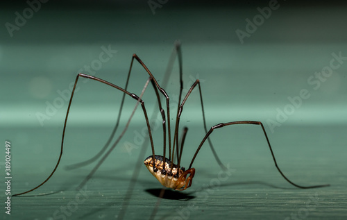 Closeup of long-legged spider on green surface