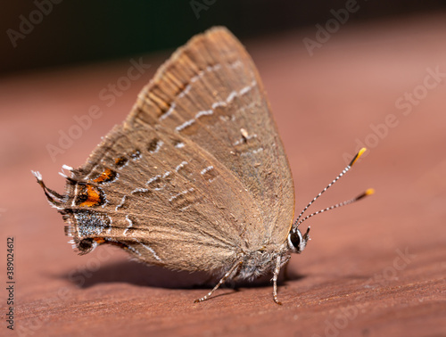 banded hairstreak butterfly