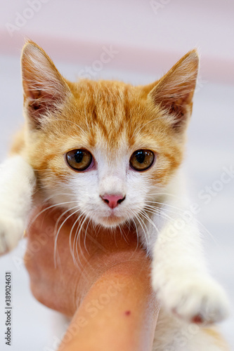 Cute little red kitten in her arms. Out of focus..