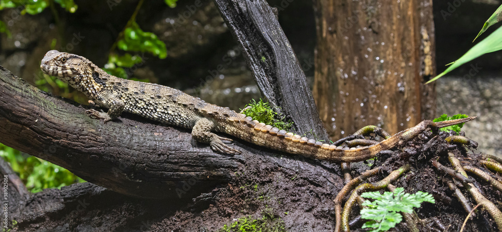 Close-up view of a Chinese Crocodile Lizard (Shinisaurus crocodilurus)