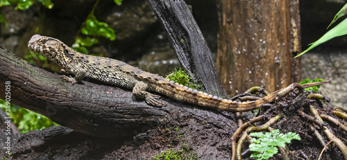 Close-up view of a Chinese Crocodile Lizard (Shinisaurus crocodilurus) © Henner Damke