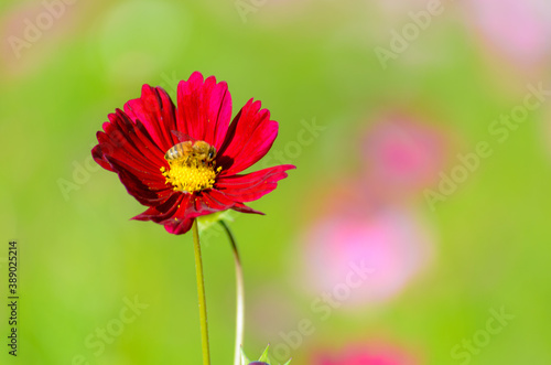 赤いコスモスの花