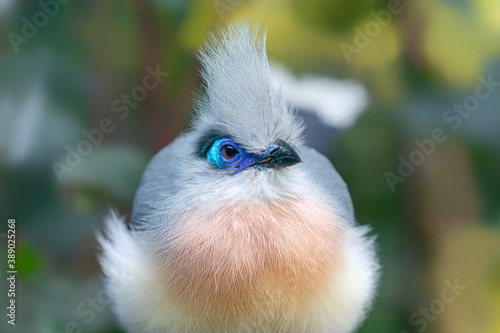 Close-up view of a Crested coua (Coua cristata) photo