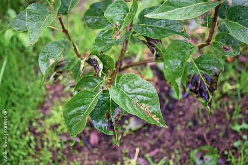 Wallpaper Mural Symptom of the disease on the leaves of a lilac Bush. Blackened leaves. Torontodigital.ca