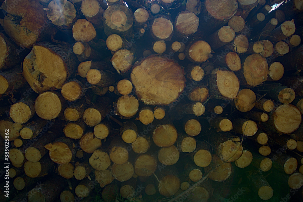 Tree log background