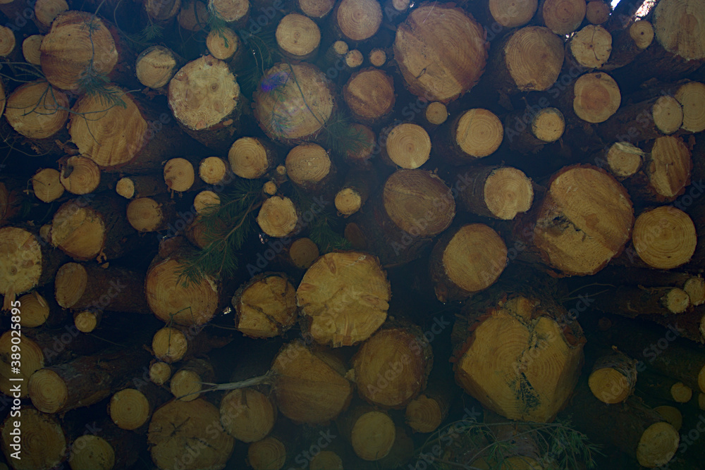 Tree log background