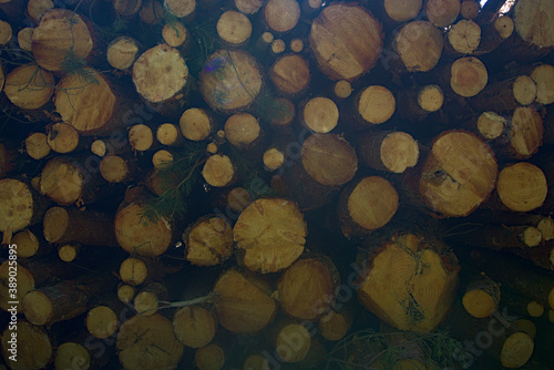 Obraz na płótnie Tree log background w salonie