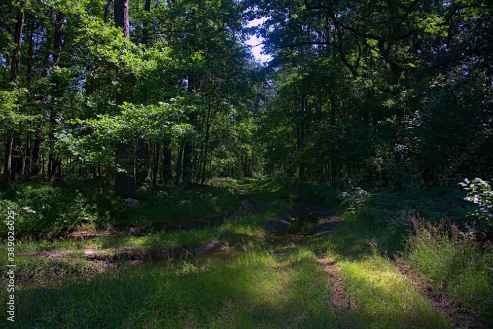Dirt road leading to a forest