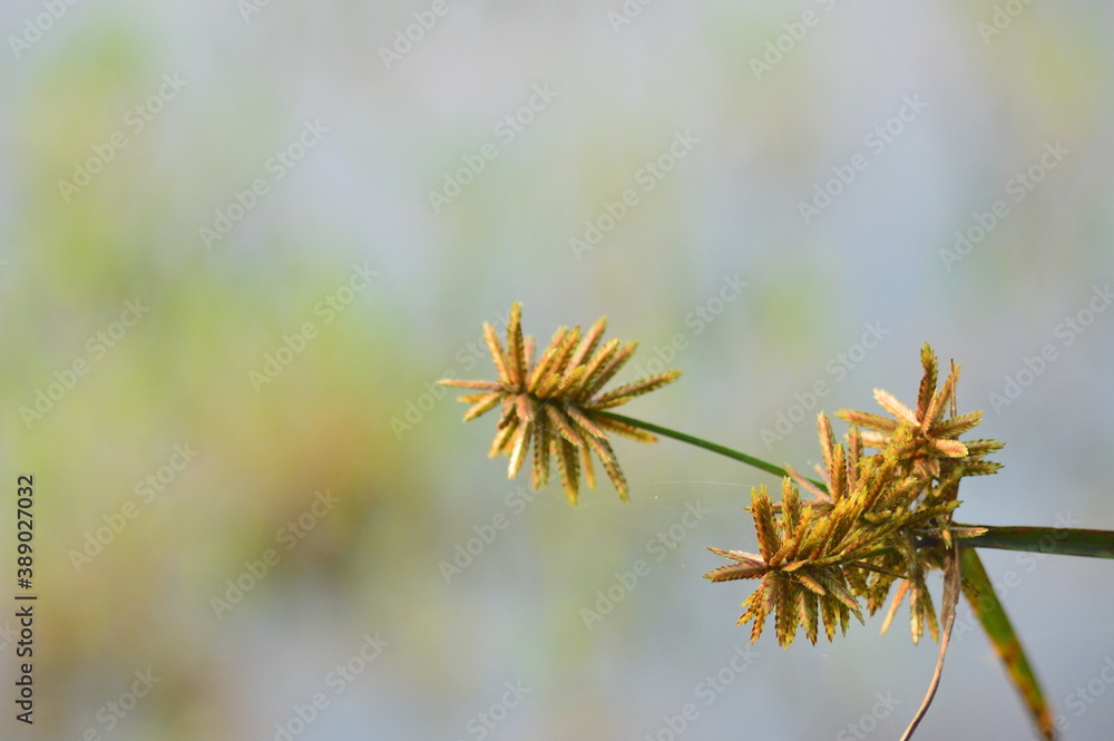 Obraz premium close up of a flower
