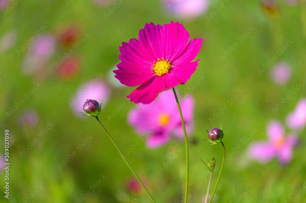 ピンクのコスモスの花