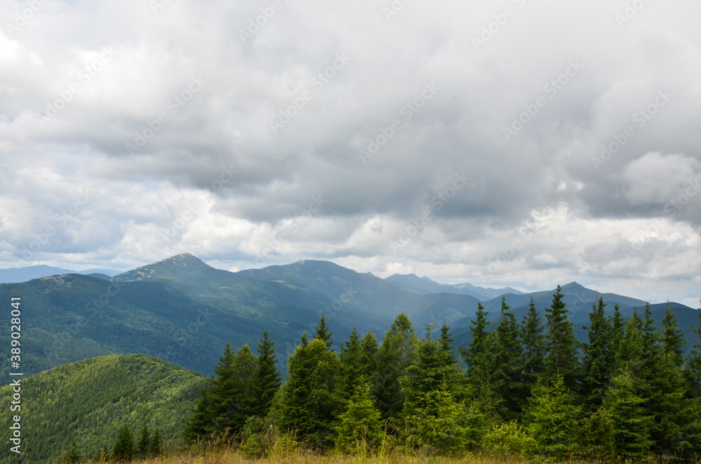 View over spruce forest and Gorgany ridge with mount Khomyak under low clouds in the overcast sky. Carpathian Mountains, Ukraine