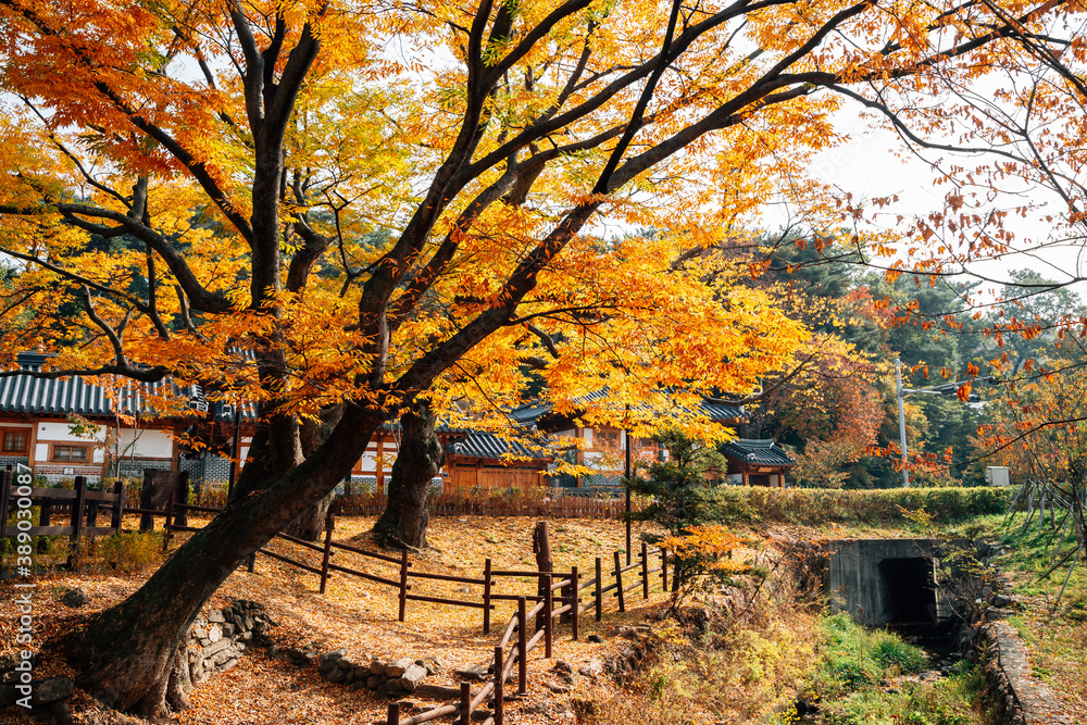 Eunpyeong Hanok Village with maple forest at autumn in Seoul, Korea