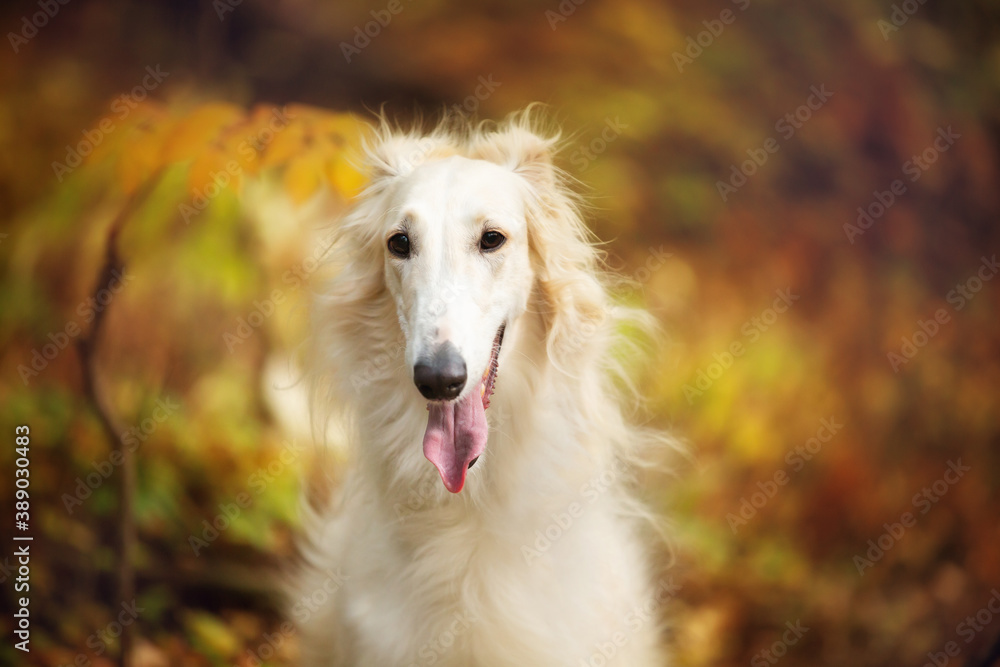 Beautiful russian borzoi dog in the forest in fall. Close-up of gorgeous and elegant dog breed russian wolfhound Beautiful russian borzoi dog in the forest in fall. Close-up of gorgeous and elegant dog breed russian wolfhound