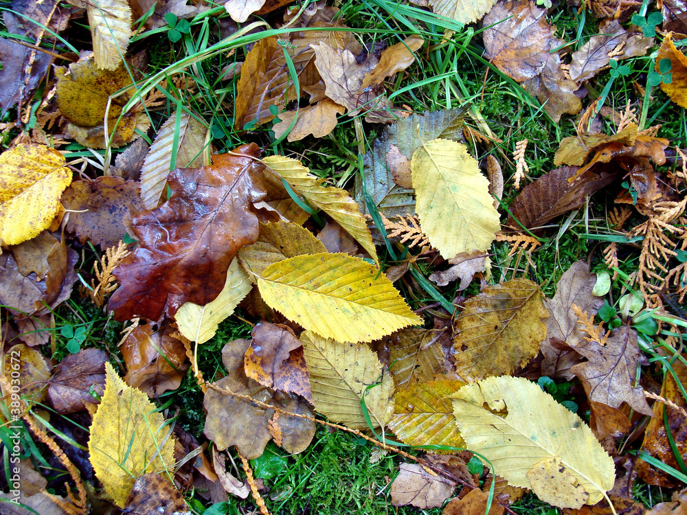 Fallen leaves 2 Fallen leaves 2