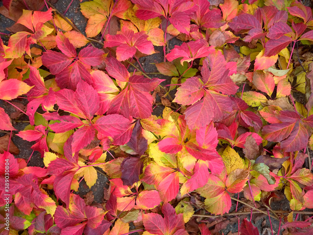 pattern of autumn leaves of different colors, red, orange, yellow, green pattern of autumn leaves of different colors, red, orange, yellow, green