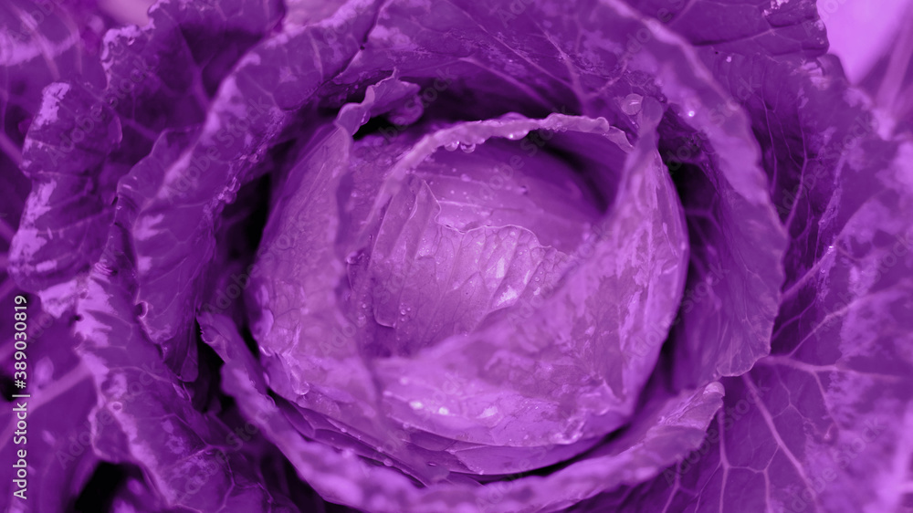 Obraz premium red cabbage close up