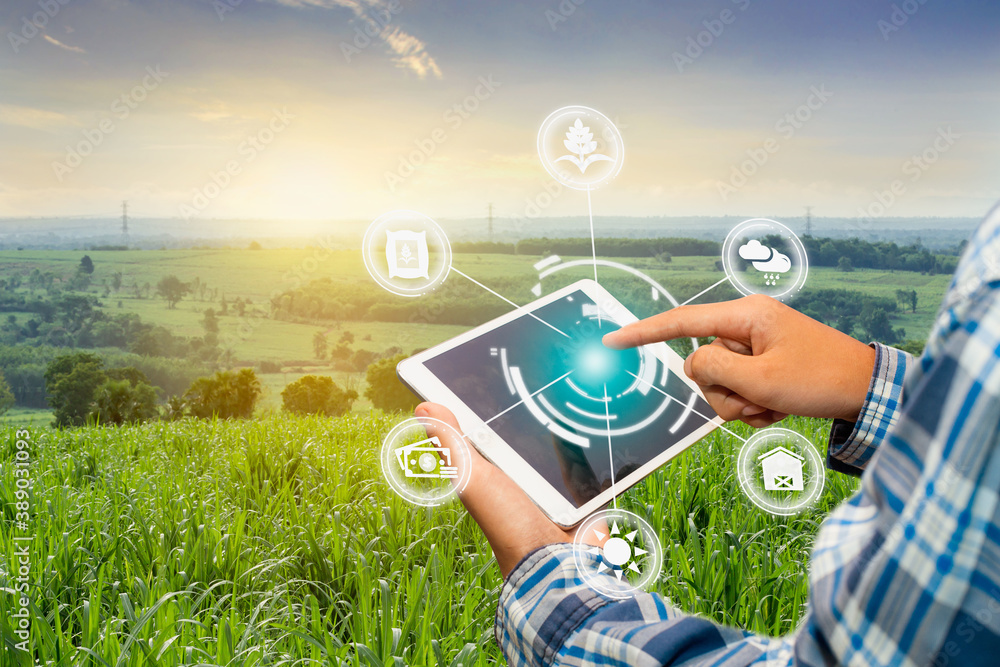 Innovation technology for smart farm system, Agriculture management, Hand holding smartphone with smart technology concept. asian male farmer working in Sugarcane farm To collect data to study. - obrazy, fototapety, plakaty 