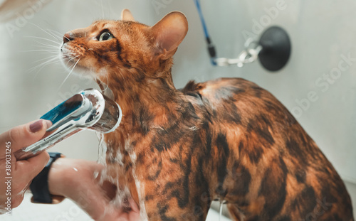 Woman washing cat in grooming salon. Cat bathing.