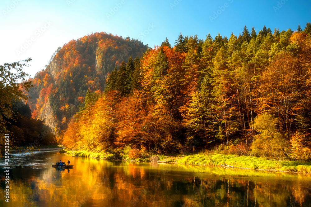 Fototapeta premium autumn in the forest