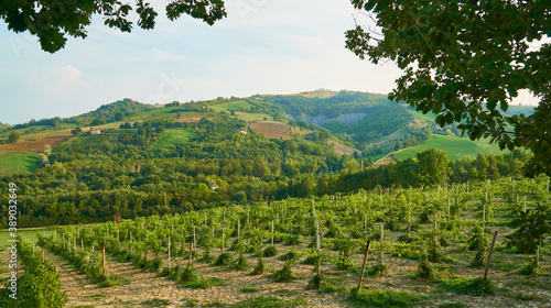 Vineyards landscape with grapevine for wine production in Emilia-Romagna, Italian region.