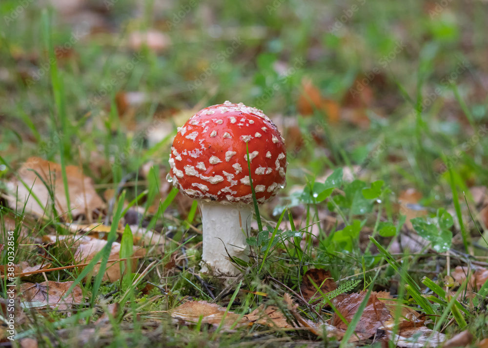 Closeup of red fly agaric mushroom (fly amanita or amanita muscaria) in the grass covered with raindrops Closeup of red fly agaric mushroom (fly amanita or amanita muscaria) in the grass covered with raindrops