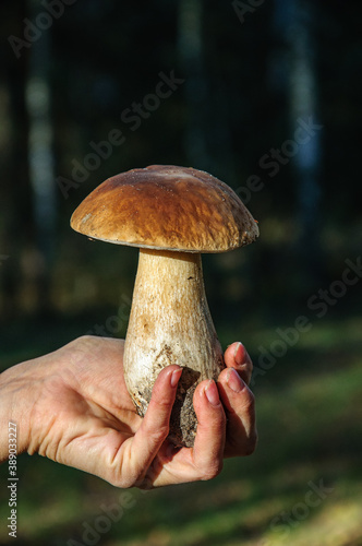 Boletu mushroom in a female hand close up