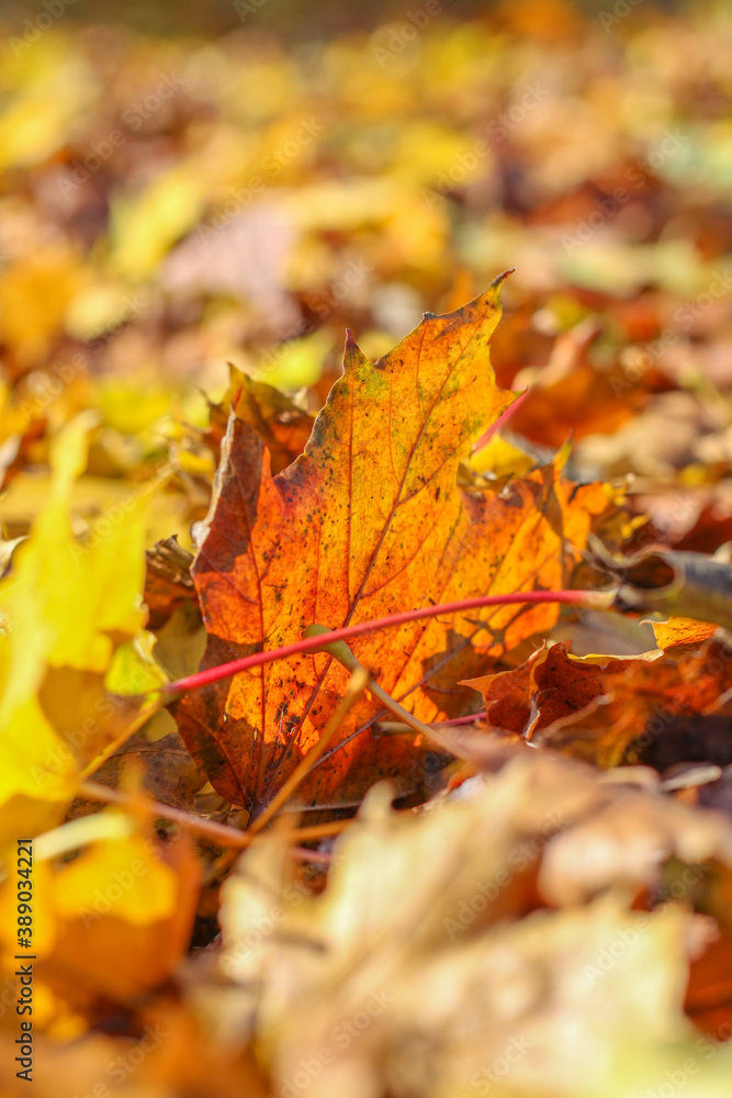Colorful autumn leaf on the grass background Colorful autumn leaf on the grass background