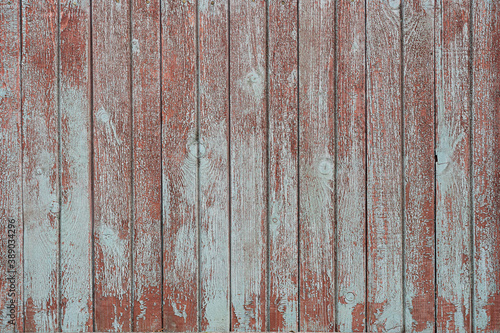 Fragment of the wall of an old wooden house made of vertical planks. The light blue paint is cracked and partially peeled off. The lower layer of burgundy color comes through. Background. Texture.